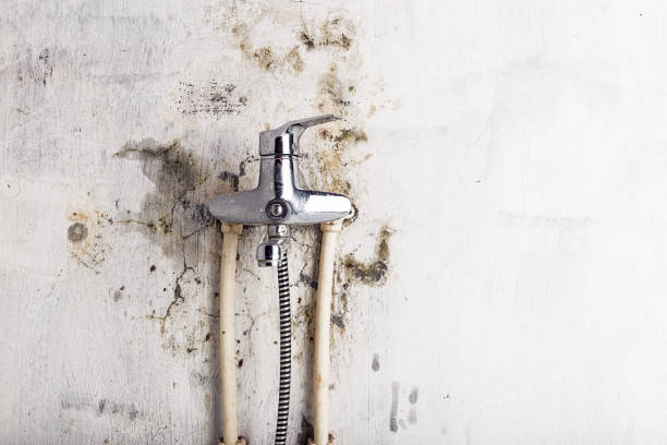 Best Fast Mold Removal  in Bay Shore, NY