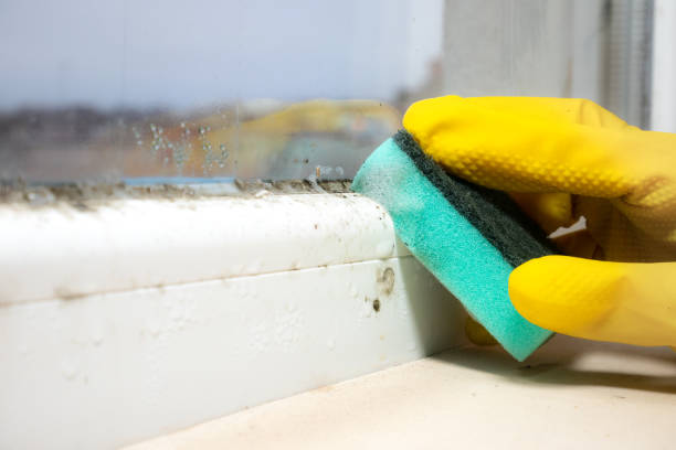 Best Attic Mold Removal  in Bay Shore, NY