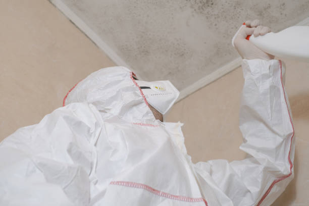 Mold Testing and Removal in Bay Shore, NY