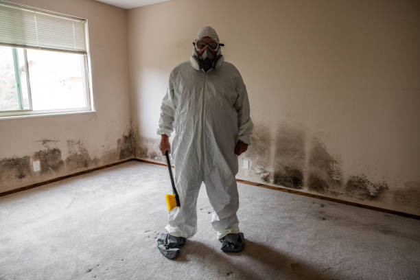 Best Residential Mold Removal  in Bay Shore, NY