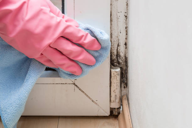Certified Mold Removal in Bay Shore, NY