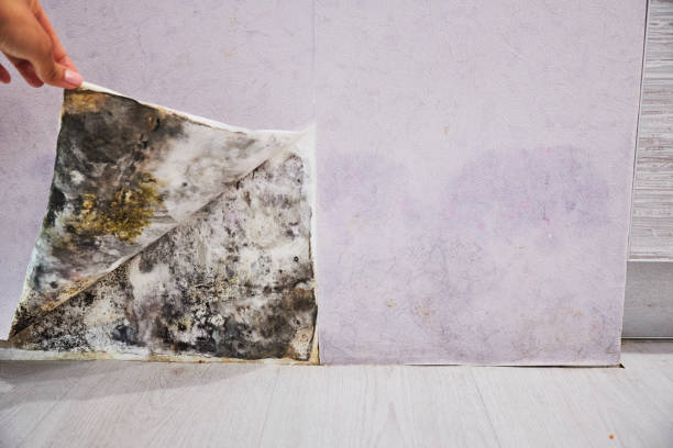 Home Mold Removal in Bay Shore, NY